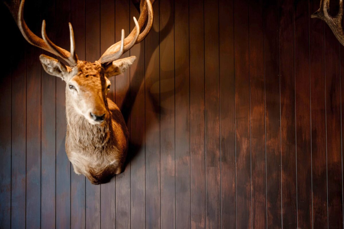 budpac_mdf_panels_shed_clad_canterbury_16_09_2025_Small_131_b_lightened_for_hero budpac_mdf_panels_shed_clad_canterbury_16_09_2025_Small_131_b_lightened_for_hero